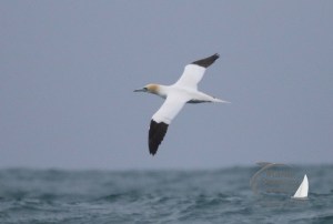 gannet