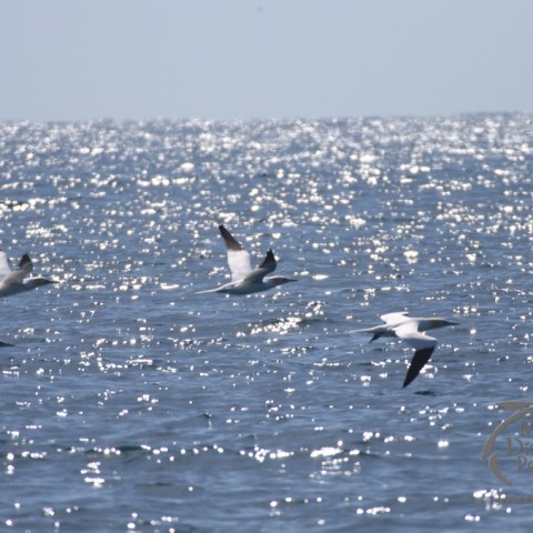 gannets