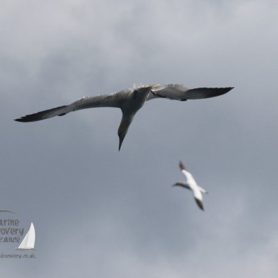 gannets