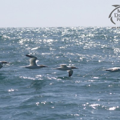 gannets