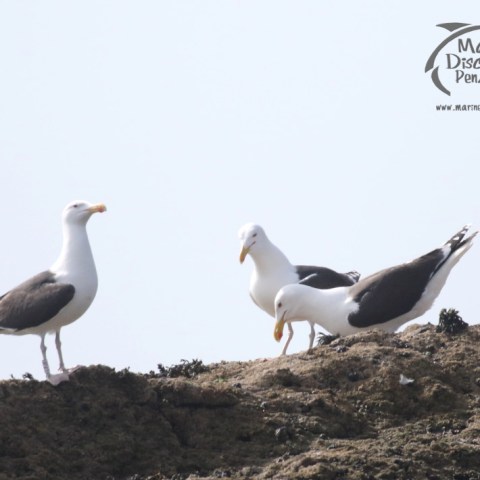 great black backed gulls