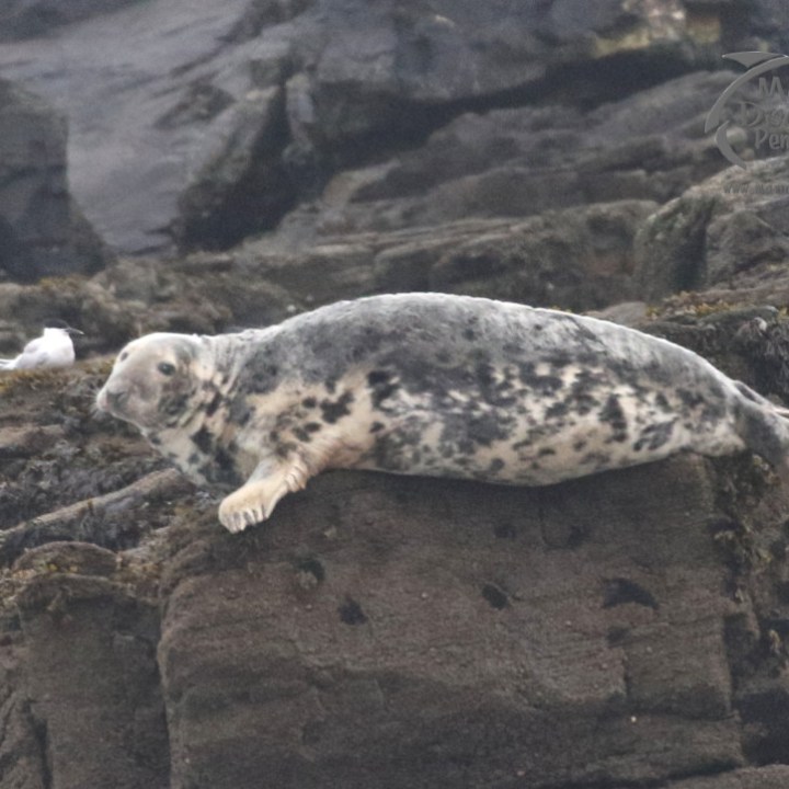 grey seal