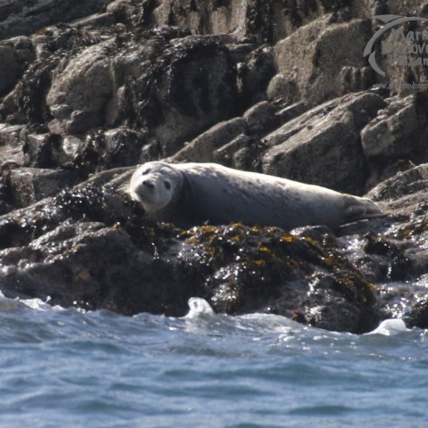 grey seal juvenile
