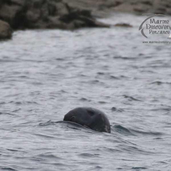 grey seal