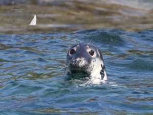 grey seal