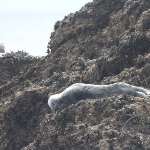 grey seal