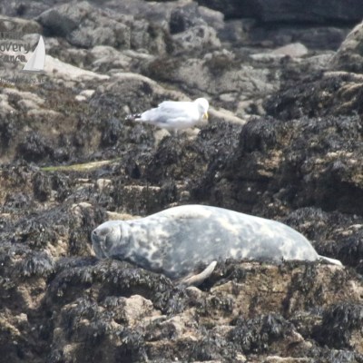 grey seal Kelp