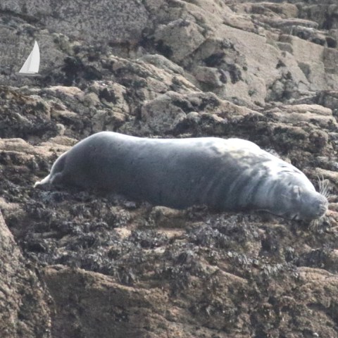 Kelp the female seal