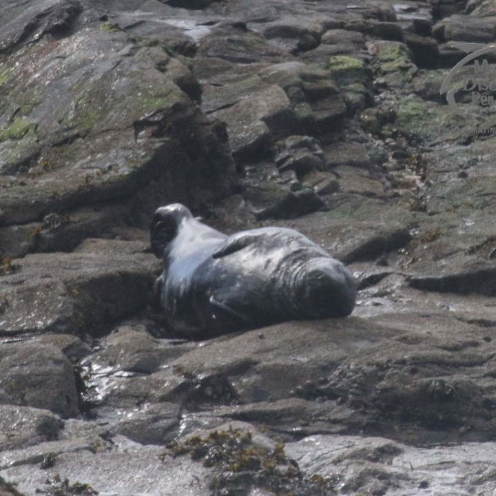 A grey seal on a rocky coast