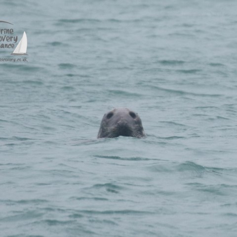 grey seal