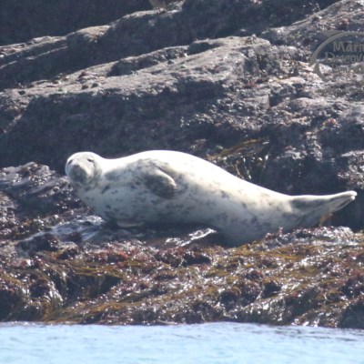 grey seal