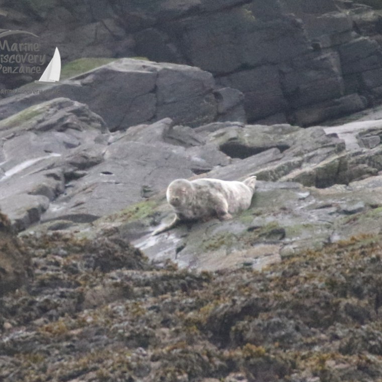 grey seal
