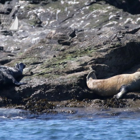 grey seal