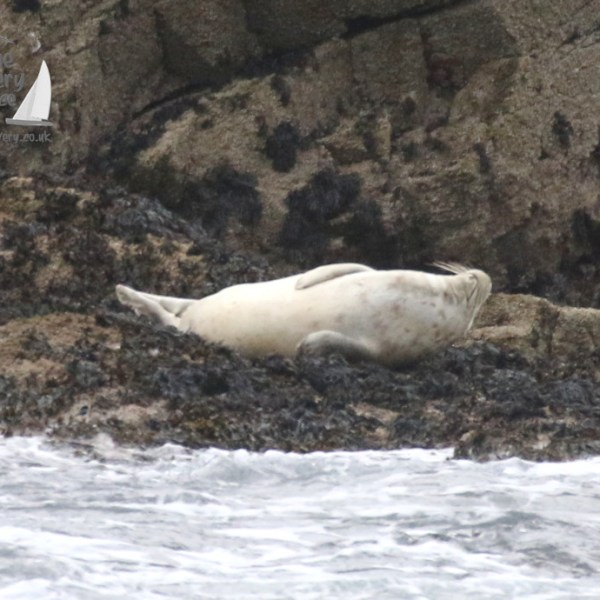 grey seal