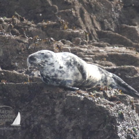 grey seal
