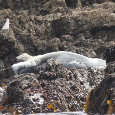 a bird standing on a rocky hill