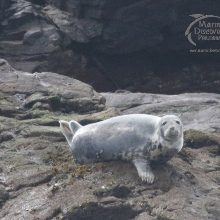 A grey seal