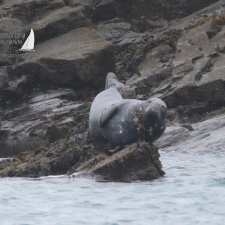 grey seal