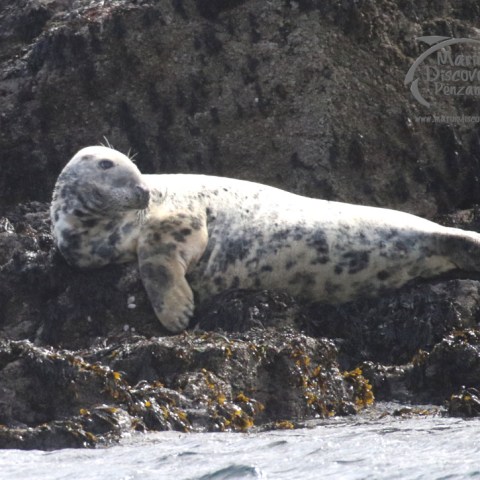 female seal