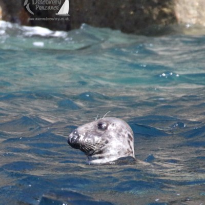 grey seal