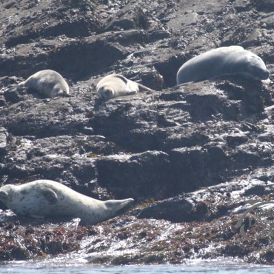 grey seals
