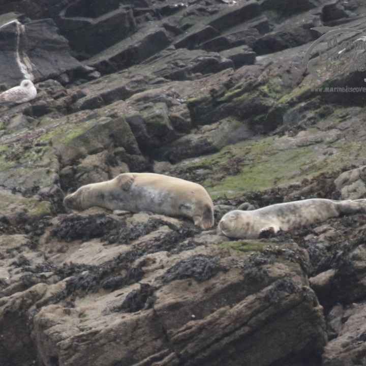 grey seals
