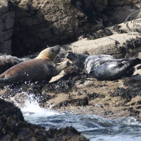 juvenile seals