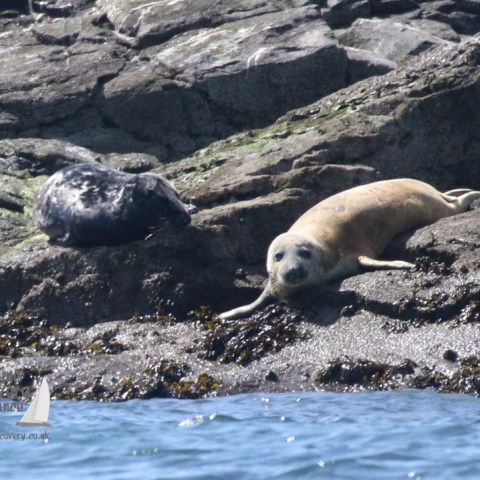 grey seals