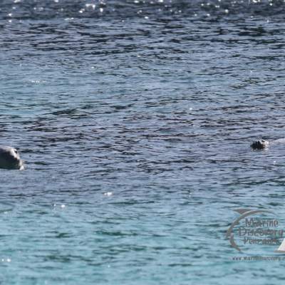 grey seals