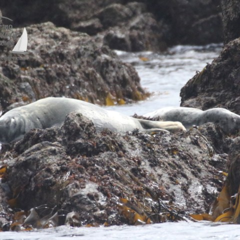 grey seals