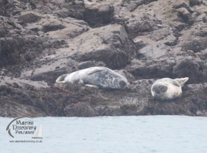 grey seals