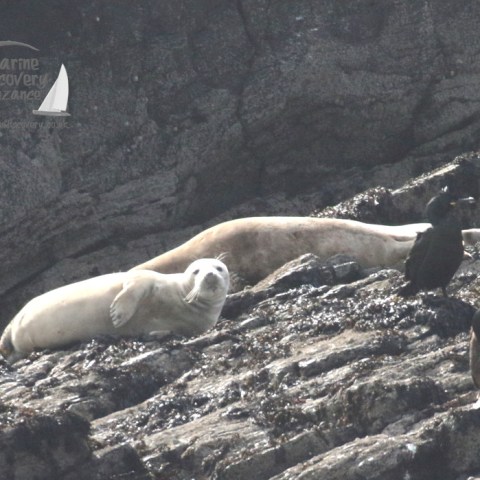 grey seals