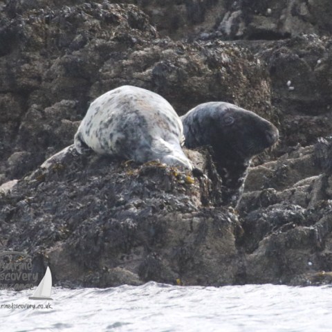 grey seals