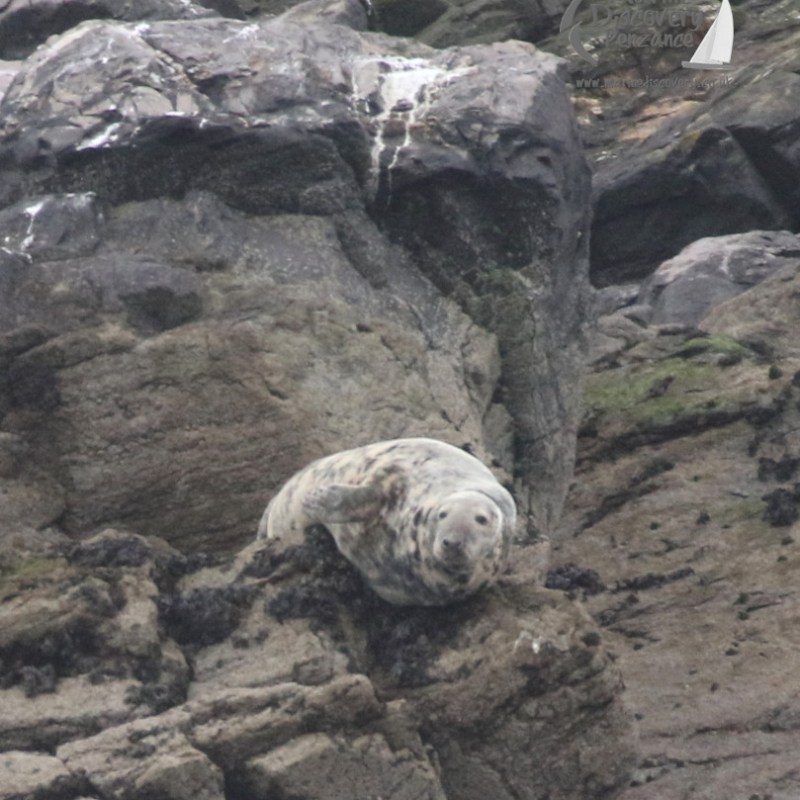 grey seal