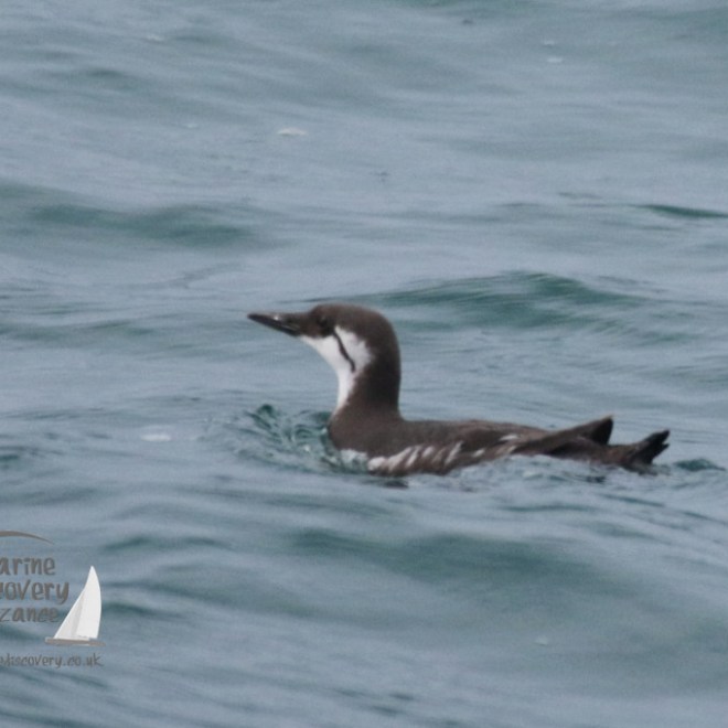 guillemot