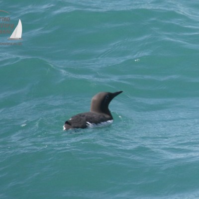 guillemot
