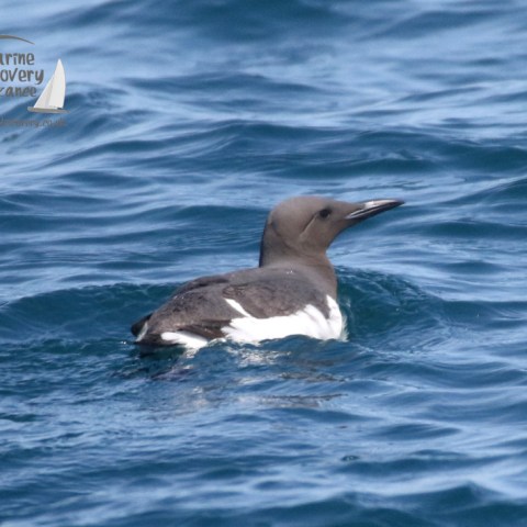 guillemot
