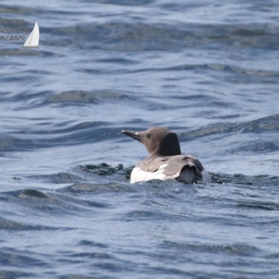 guillemot