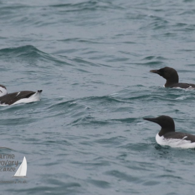 guillemots