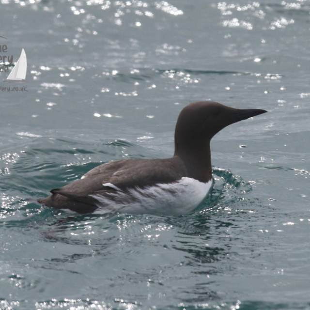 guillemots