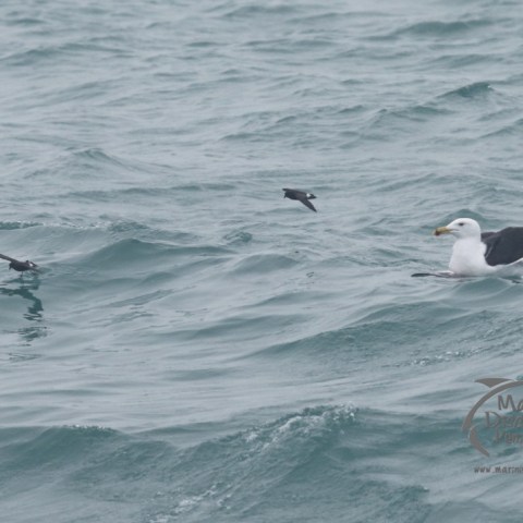 gulls and storm petrels