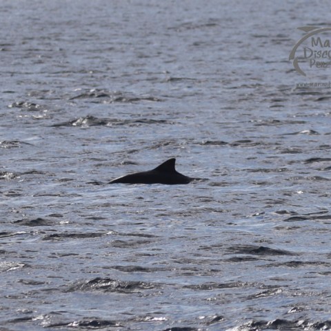 harbour porpoise