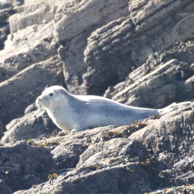 juvenile seal
