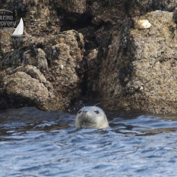 juvenile seal