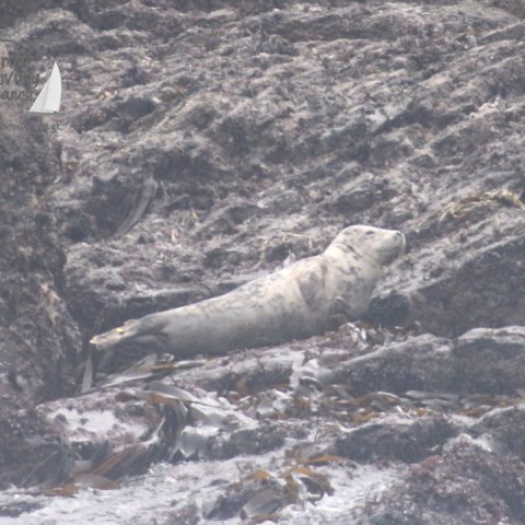 juvenile seal