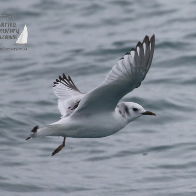 kittiwake