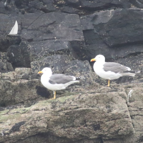 lesser black backed gulls