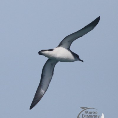 manx shearwater