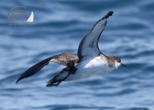 manx shearwater