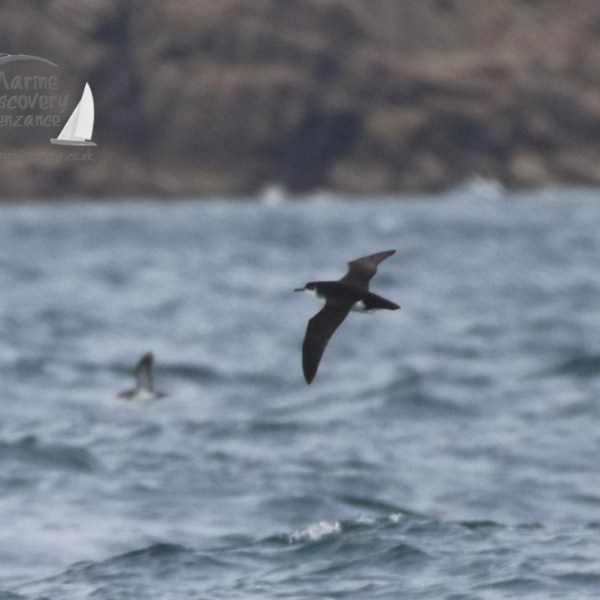 manx shearwater